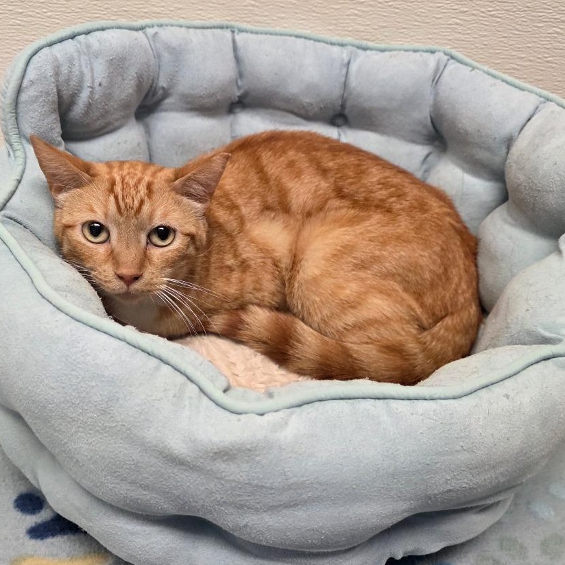 Enlarge Minnow, a Adoptable mixed breed in Greensboro, NC image 3/6