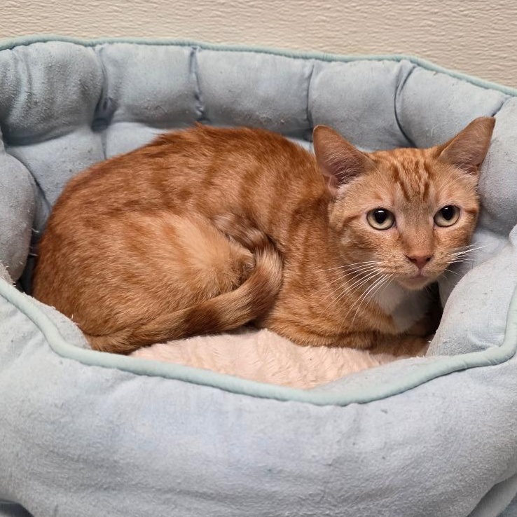 Enlarge Minnow, a Adoptable mixed breed in Greensboro, NC image 4/6