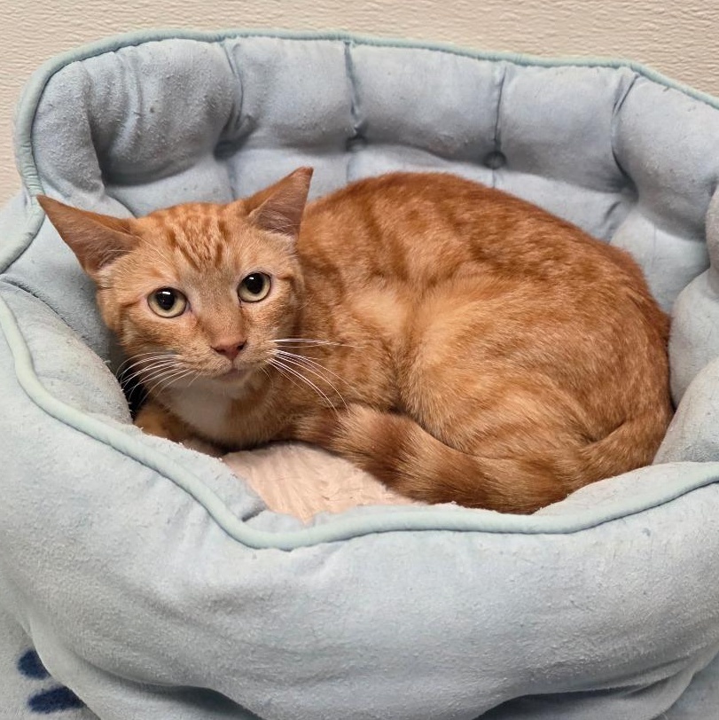 Minnow, Adoptable, Adult Male Tabby & Domestic Short Hair.