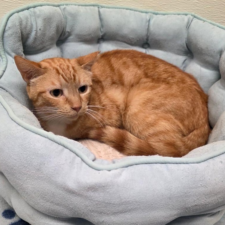 Enlarge Minnow, a Adoptable mixed breed in Greensboro, NC image 5/6