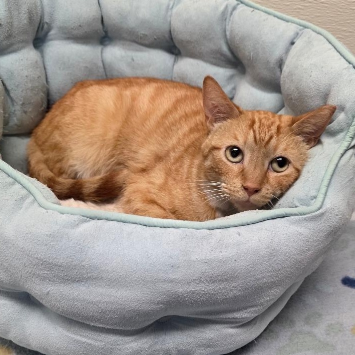 Enlarge Minnow, a Adoptable mixed breed in Greensboro, NC image 6/6
