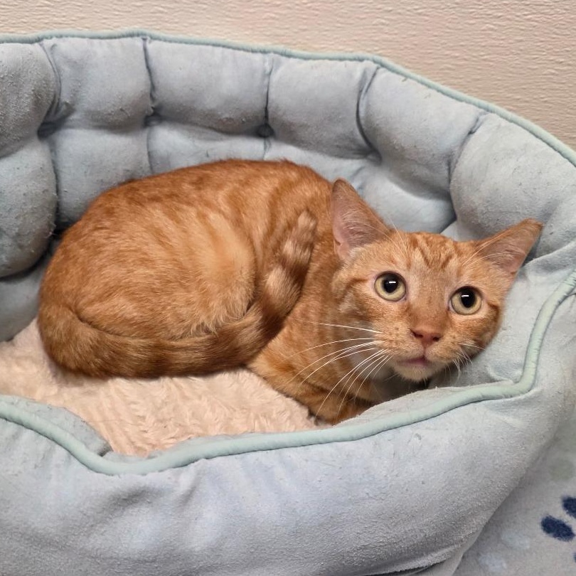 Enlarge Minnow, a Adoptable mixed breed in Greensboro, NC image 2/6