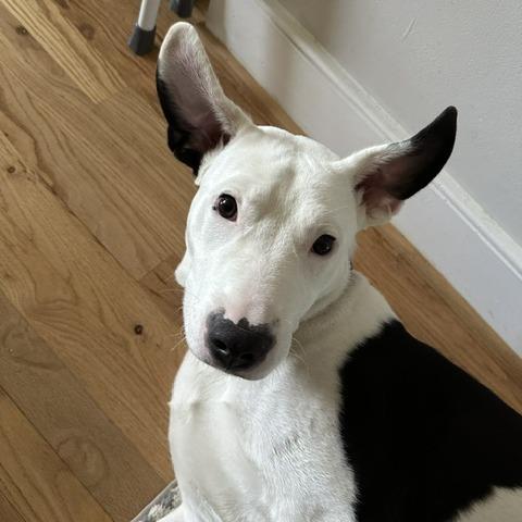 Billy, Adoptable, Adult Male Terrier & Hound.