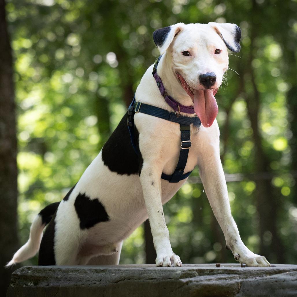 Billy, Adoptable, Adult Male Terrier & Hound.