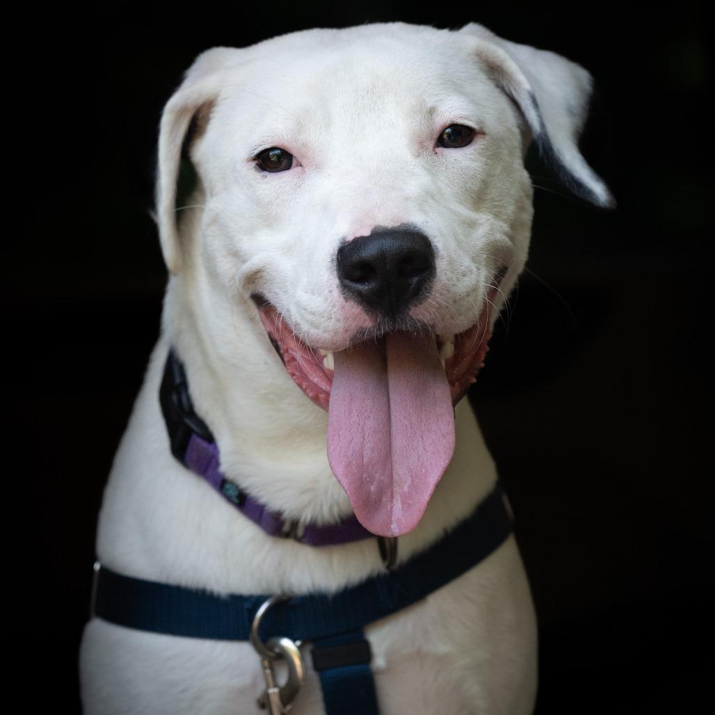 Billy, a Adoptable mixed breed in Washington, DC image 2/6