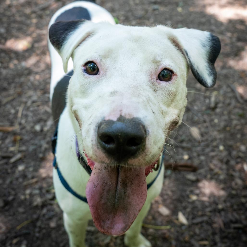 Billy, a Adoptable mixed breed in Washington, DC image 3/6