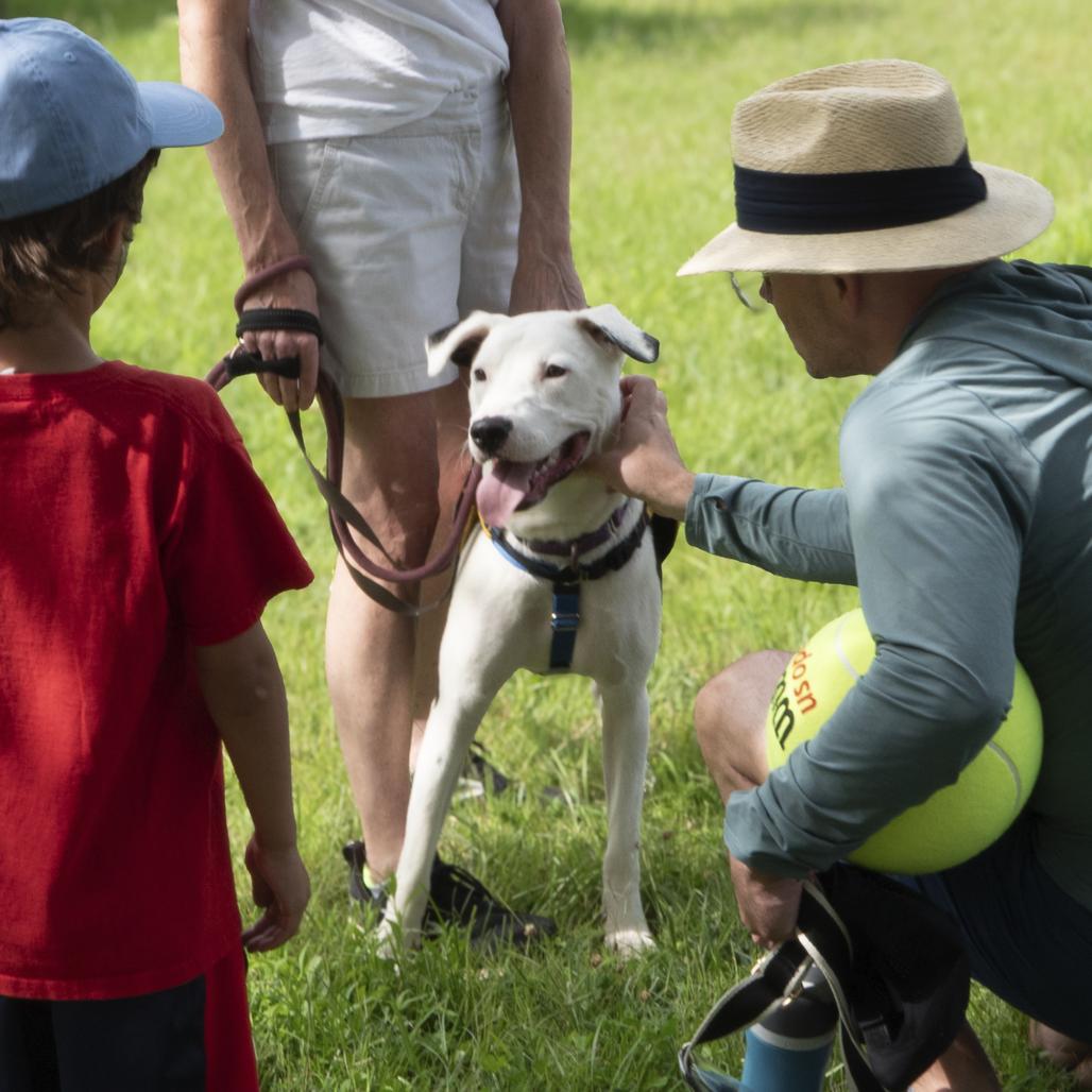 Enlarge Billy, a Adoptable mixed breed in Washington, DC image 3/6