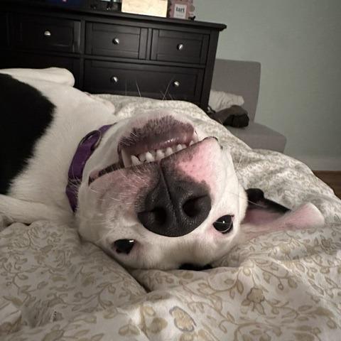 Billy, a Adoptable mixed breed in Washington, DC image 4/6