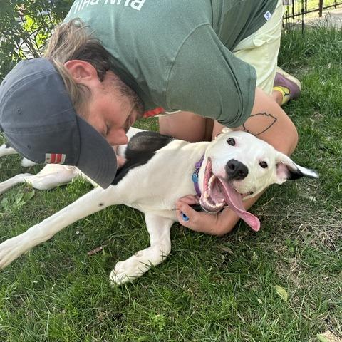 Billy, a Adoptable mixed breed in Washington, DC image 5/6