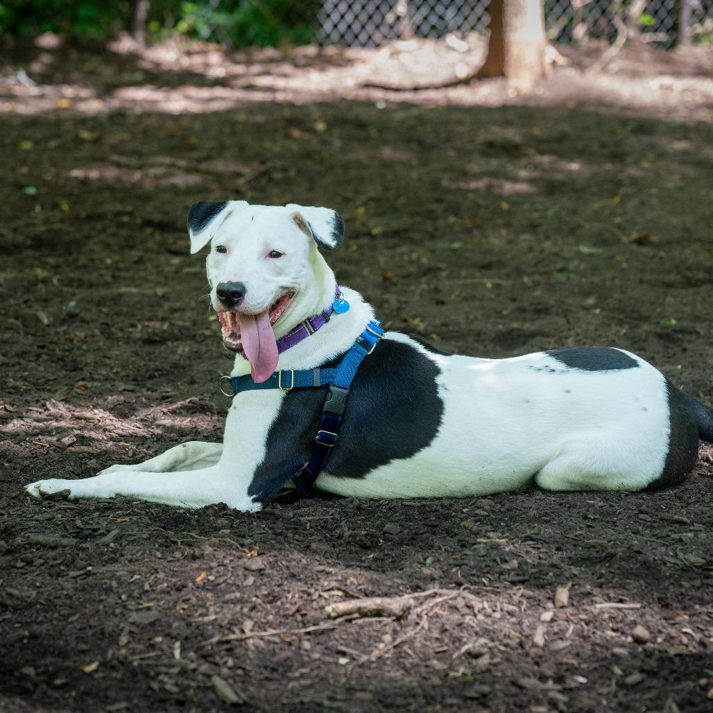 Billy, a Adoptable mixed breed in Washington, DC image 6/6