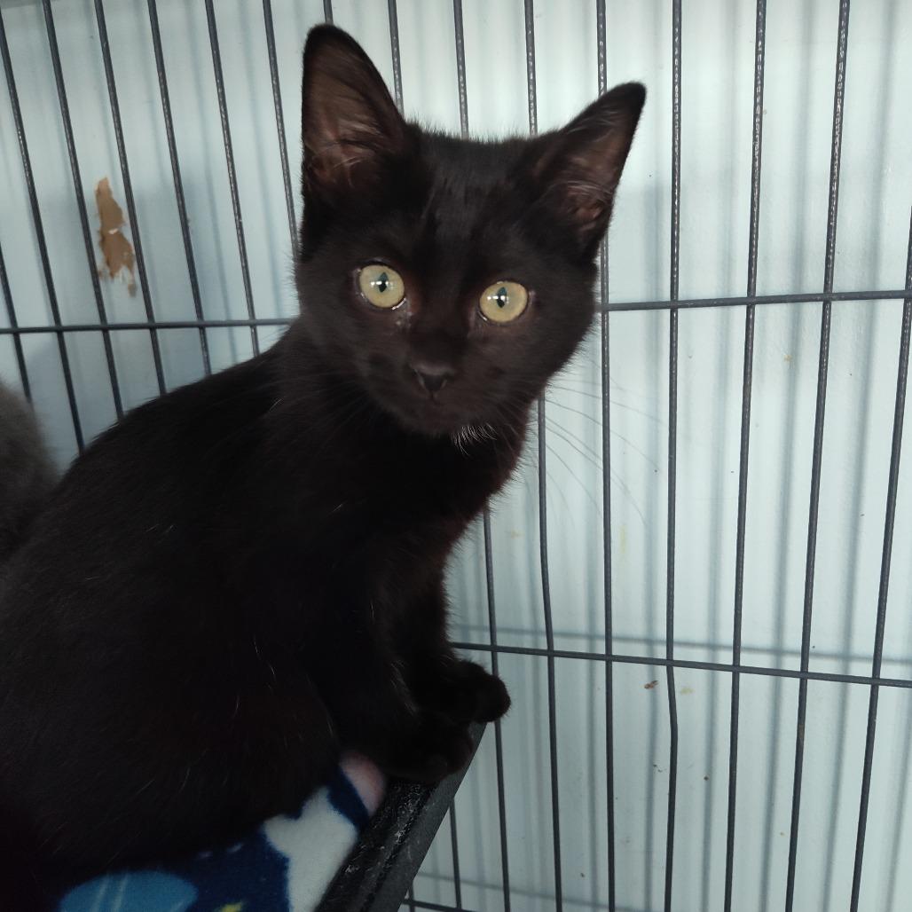 Enlarge Daisy (26-126), a Adoptable Domestic Short Hair in Fort Smith, AR image 1/1