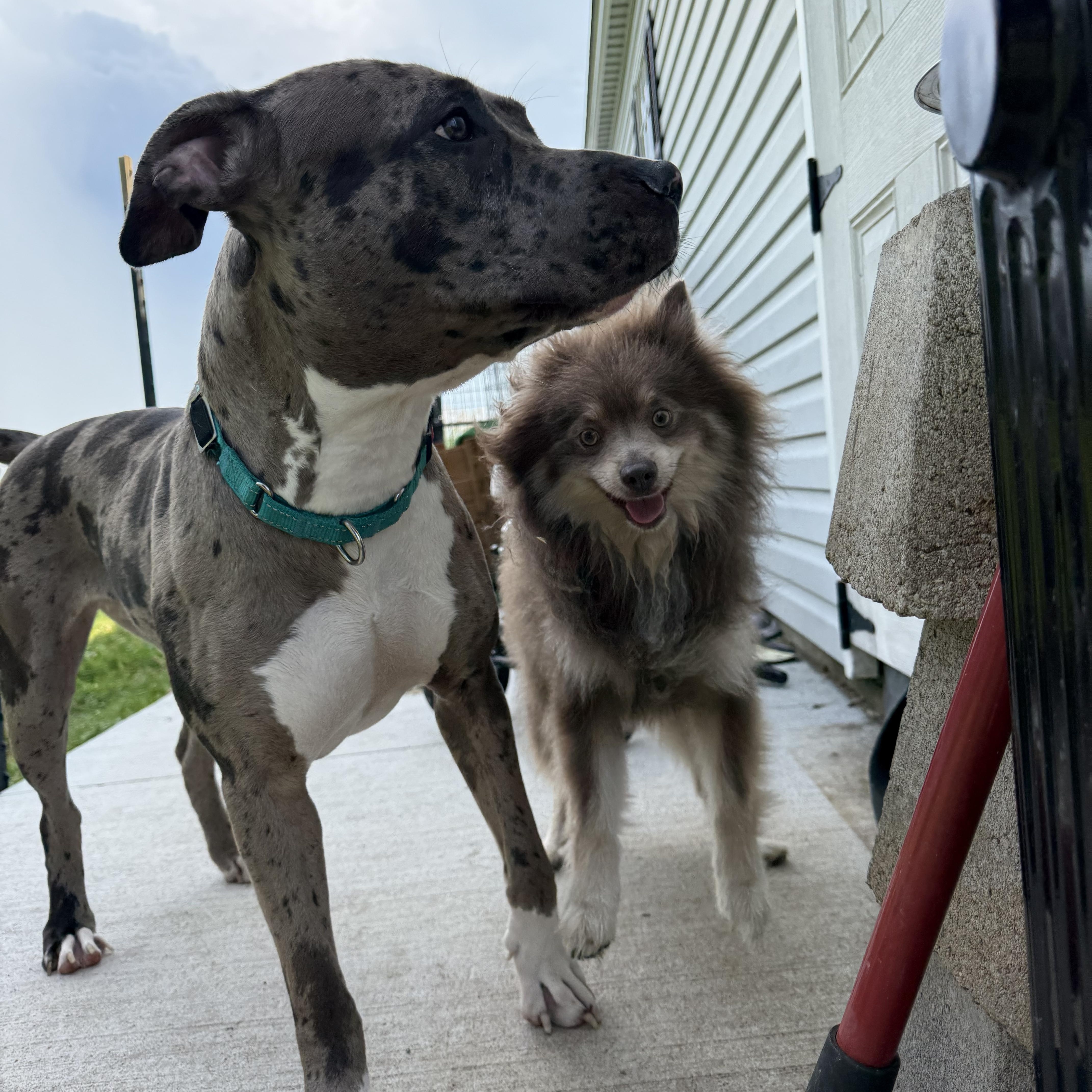 Enlarge Taz, a Adopted Pomeranian in Hilton, NY image 1/5