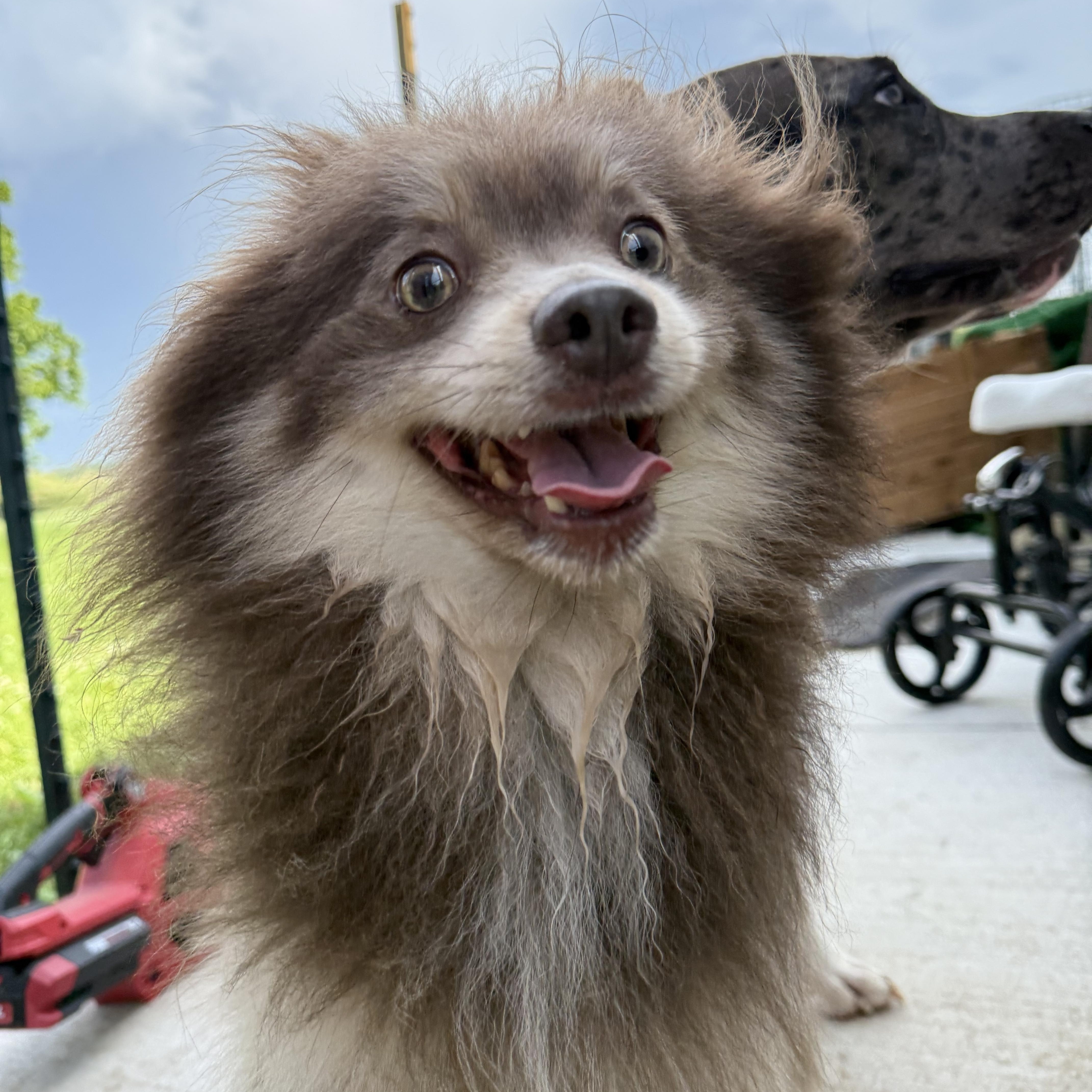 Enlarge Taz, a Adopted Pomeranian in Hilton, NY image 2/5
