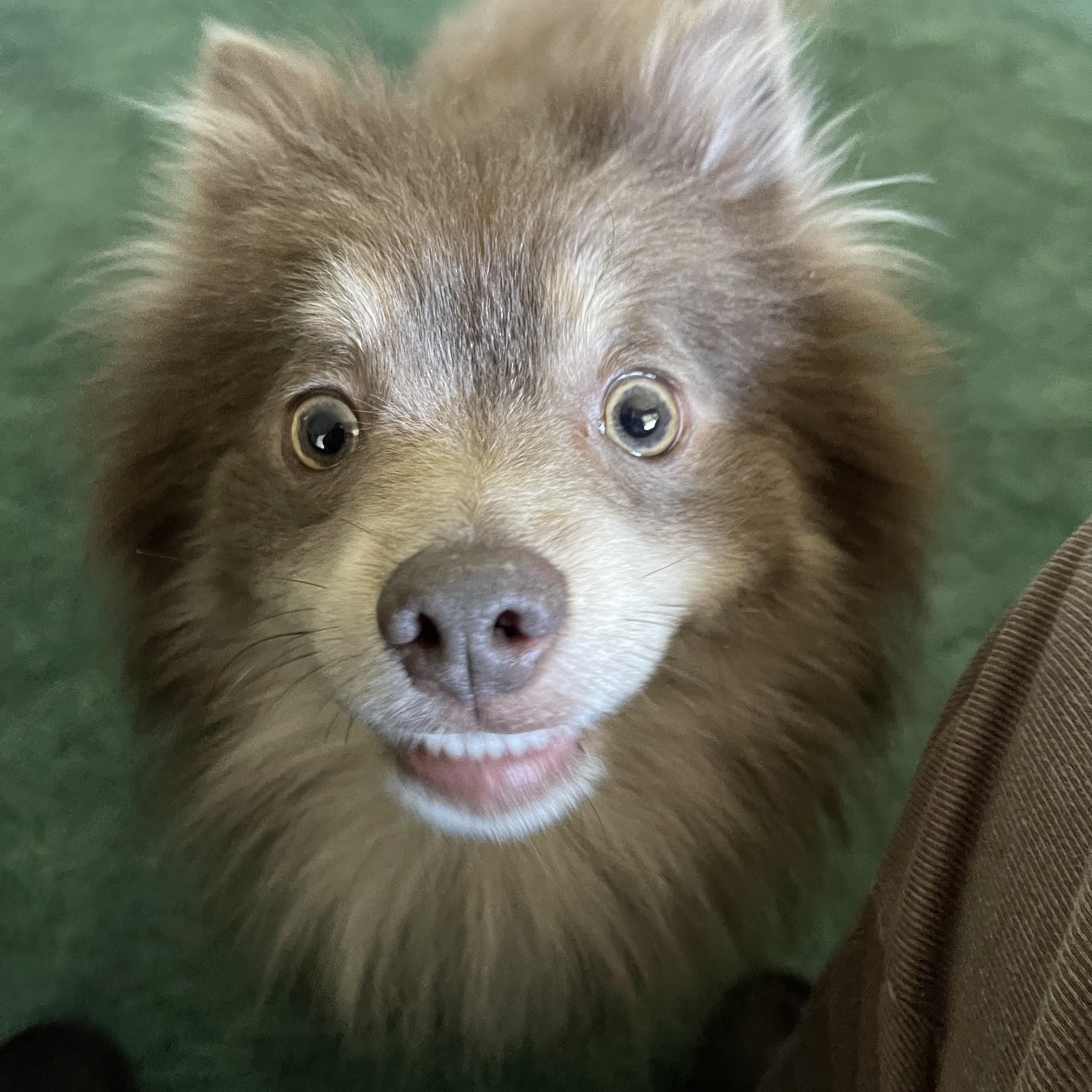 Enlarge Taz, a Adopted Pomeranian in Hilton, NY image 3/5