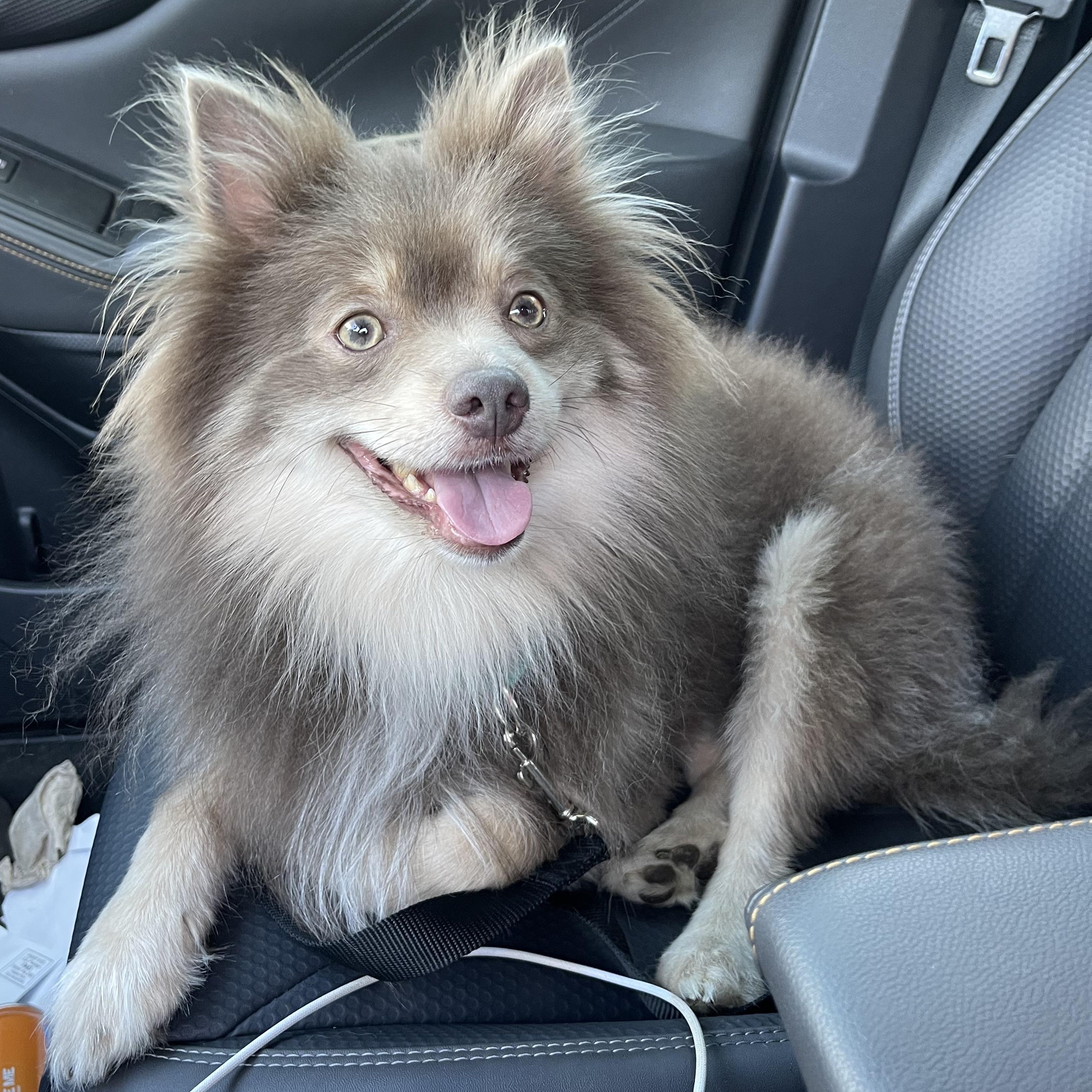 Enlarge Taz, a Adopted Pomeranian in Hilton, NY image 4/5