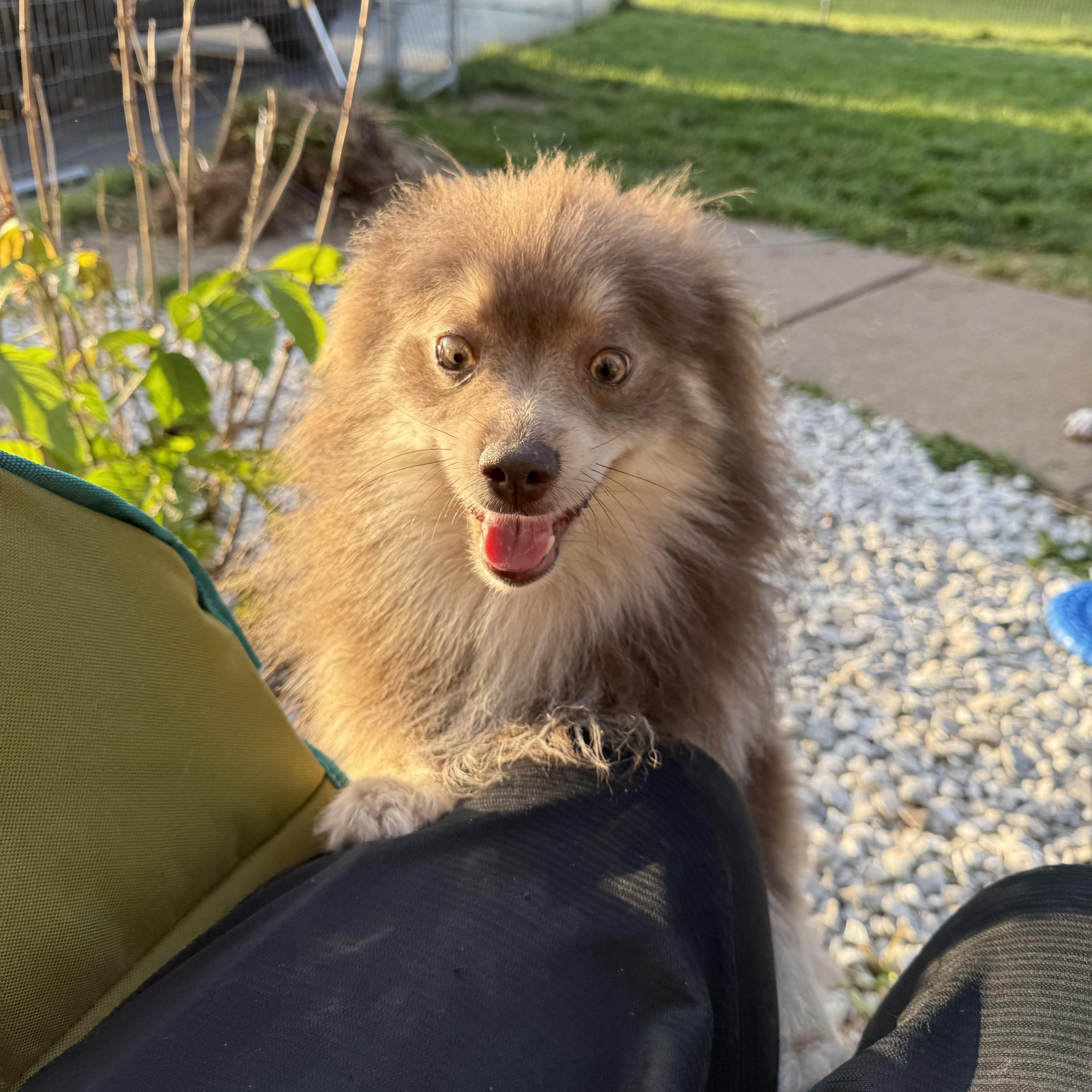 Enlarge Taz, a Adopted Pomeranian in Hilton, NY image 5/5