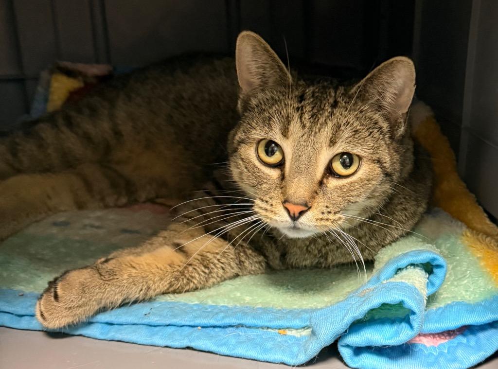 Enlarge Rocky, a Adoptable mixed breed in Defiance, OH image 1/6