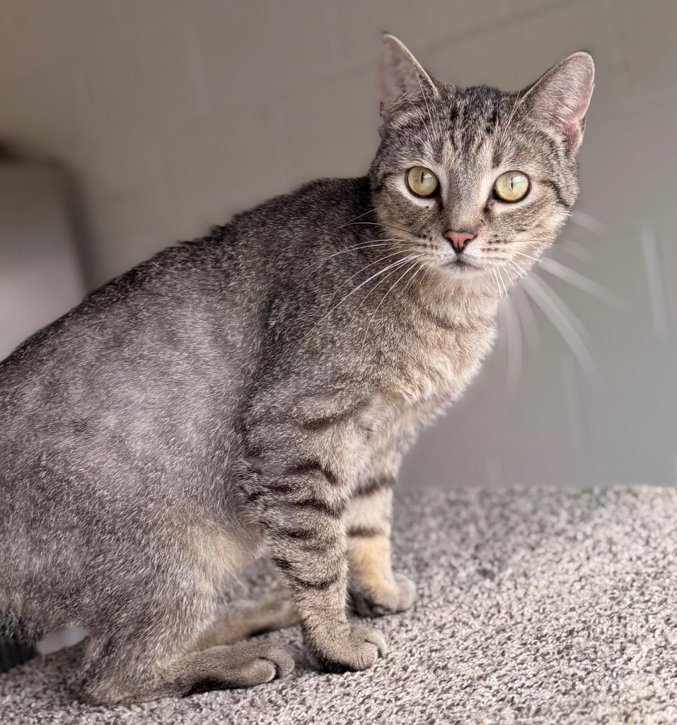 Enlarge Rocky, a Adoptable mixed breed in Defiance, OH image 2/6