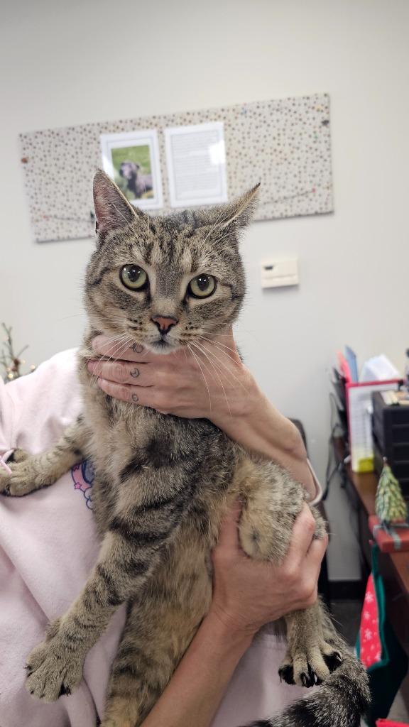 Enlarge Rocky, a Adoptable mixed breed in Defiance, OH image 3/6