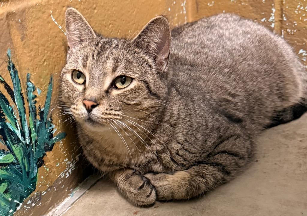 Enlarge Rocky, a Adoptable mixed breed in Defiance, OH image 5/6