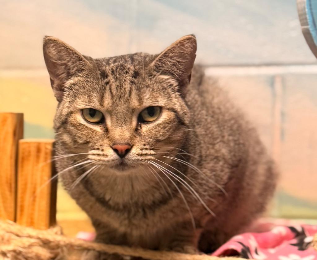 Rocky, a Adoptable mixed breed in Defiance, OH image 4/6