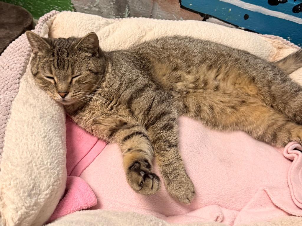 Enlarge Rocky, a Adoptable mixed breed in Defiance, OH image 6/6