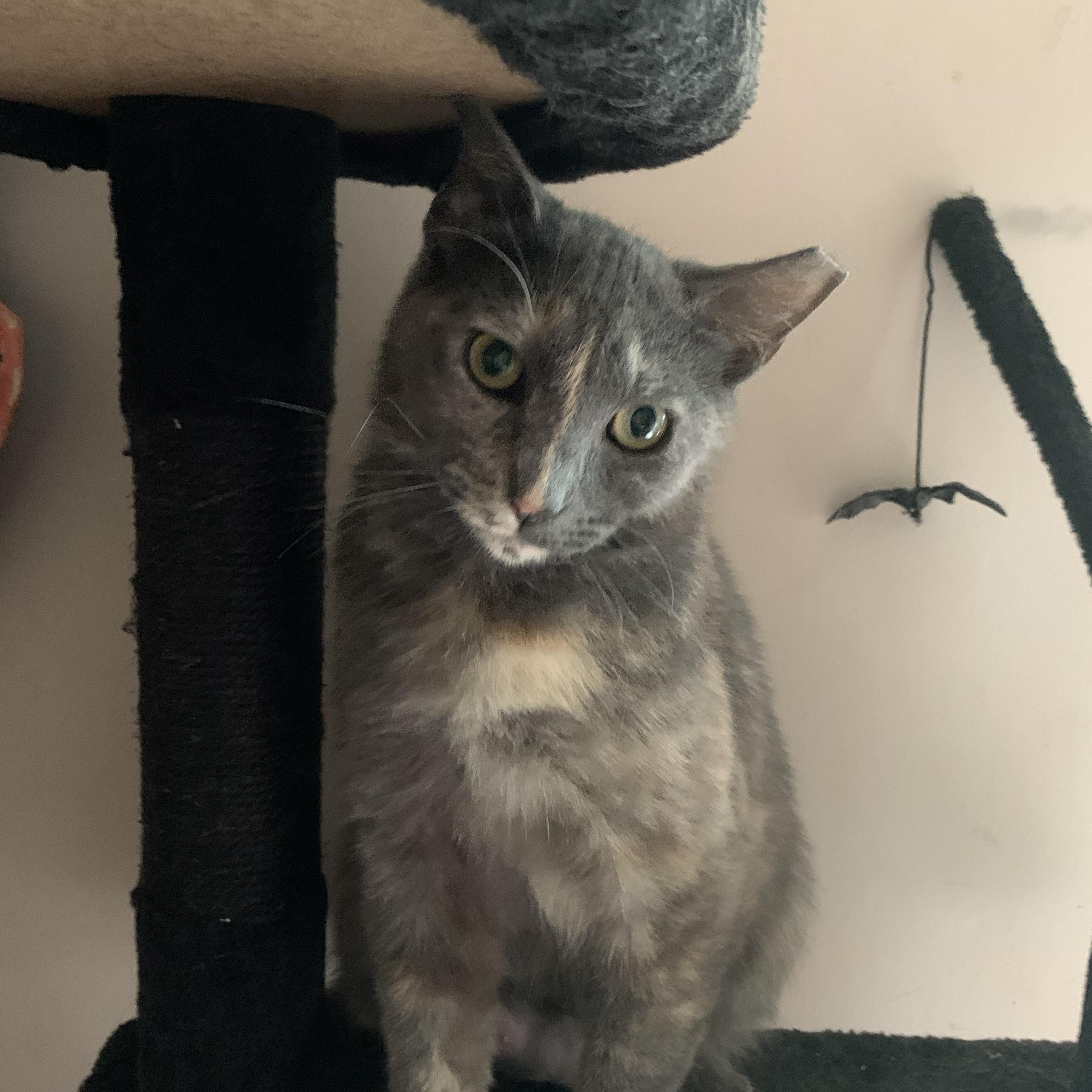 Velma, ADOPTABLE, Young Female Domestic Short Hair.