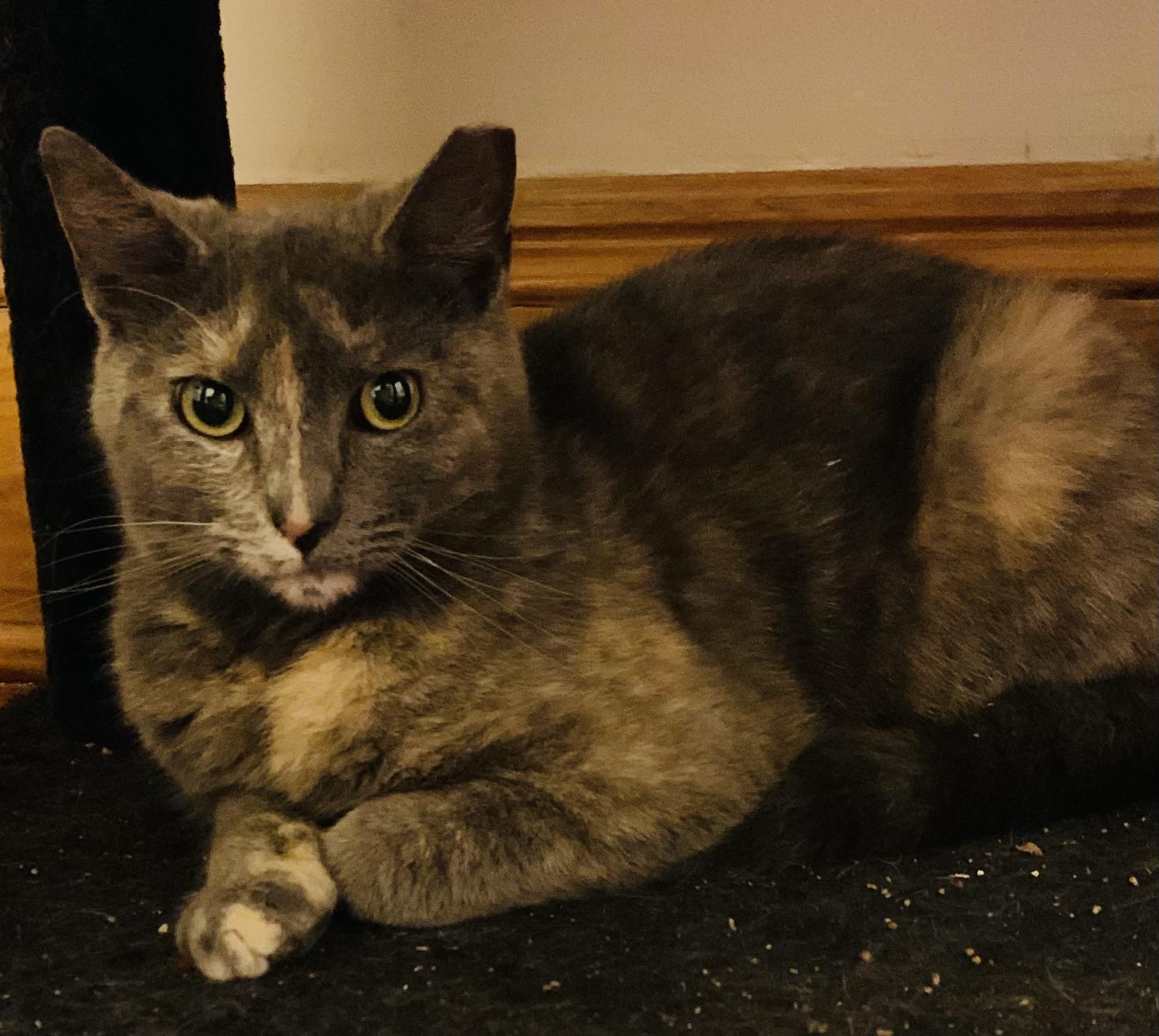 Enlarge Velma, a ADOPTABLE Domestic Short Hair in Troy, NY image 1/1