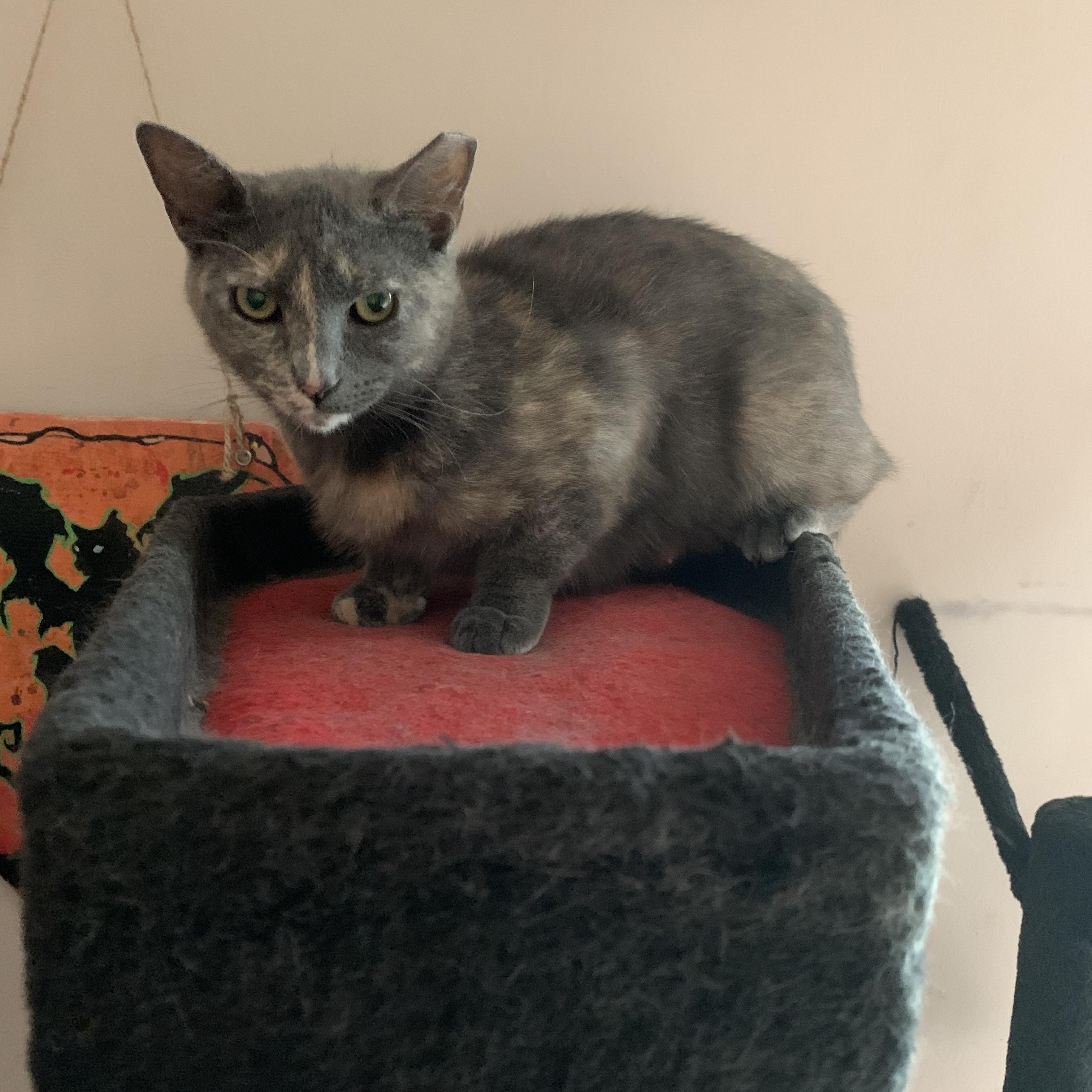 Velma, a ADOPTABLE Domestic Short Hair in Troy, NY image 2/6