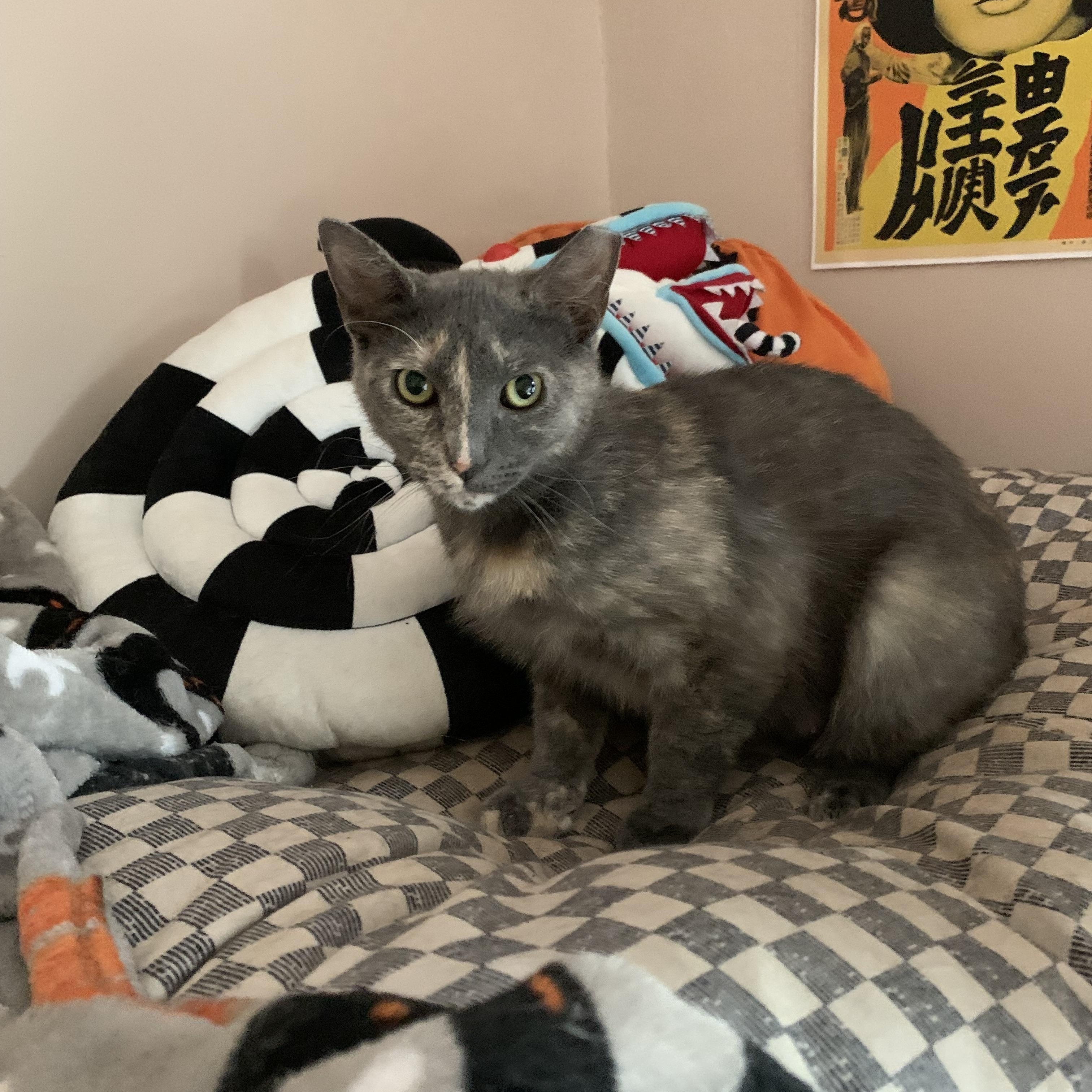 Velma, a ADOPTABLE Domestic Short Hair in Troy, NY image 6/6