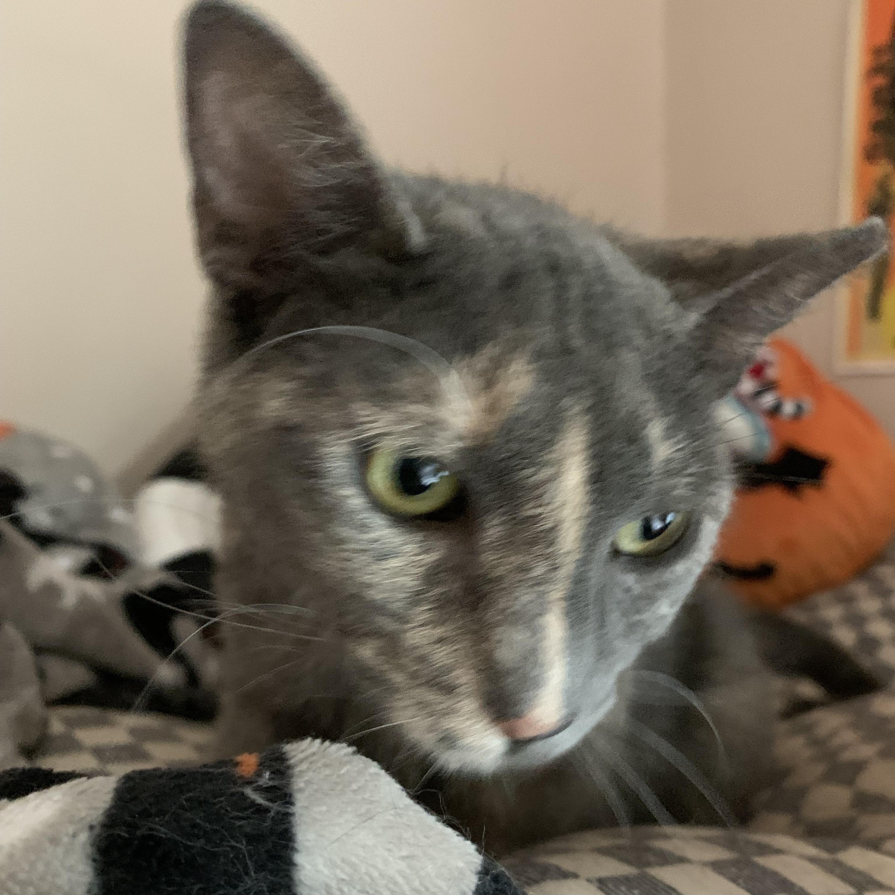 Velma, a ADOPTABLE Domestic Short Hair in Troy, NY image 4/6
