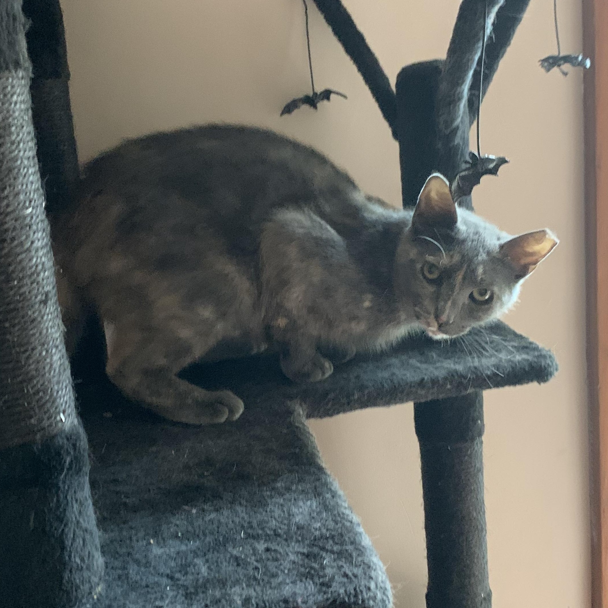Velma, a ADOPTABLE Domestic Short Hair in Troy, NY image 5/6