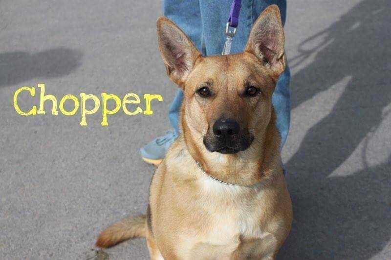 Enlarge CHOPPER, a Adoptable mixed breed in Dallas, PA image 1/1