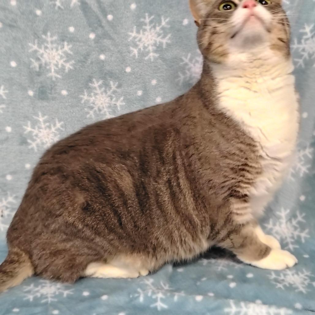 Boo, Adoptable, Adult Female Domestic Short Hair.