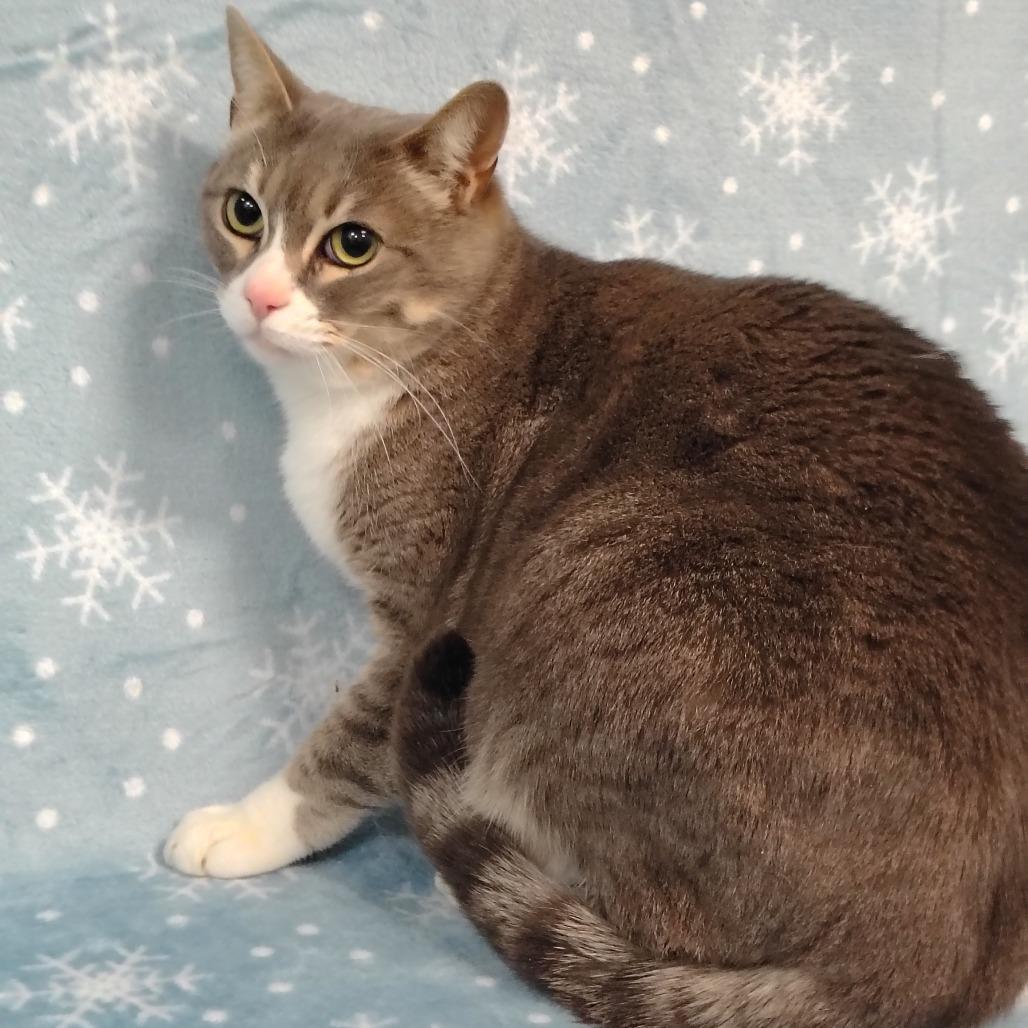 Boo, a Adoptable Domestic Short Hair in Coos Bay, OR image 3/5