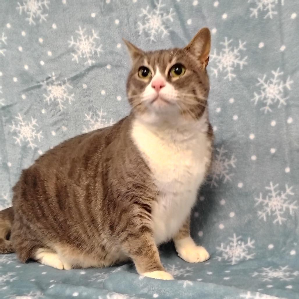 Boo, a Adoptable Domestic Short Hair in Coos Bay, OR image 4/5