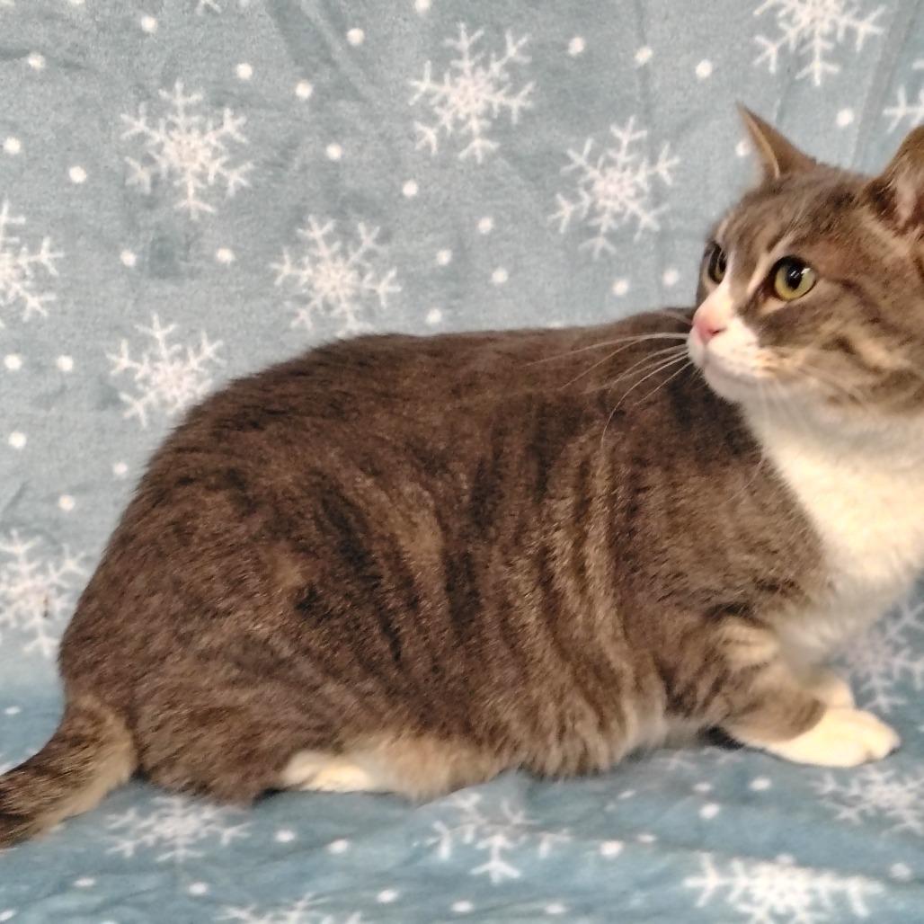 Boo, a Adoptable Domestic Short Hair in Coos Bay, OR image 5/5