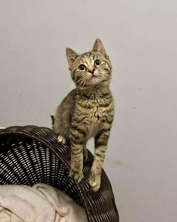 Danielle Dennison thumbnail 3