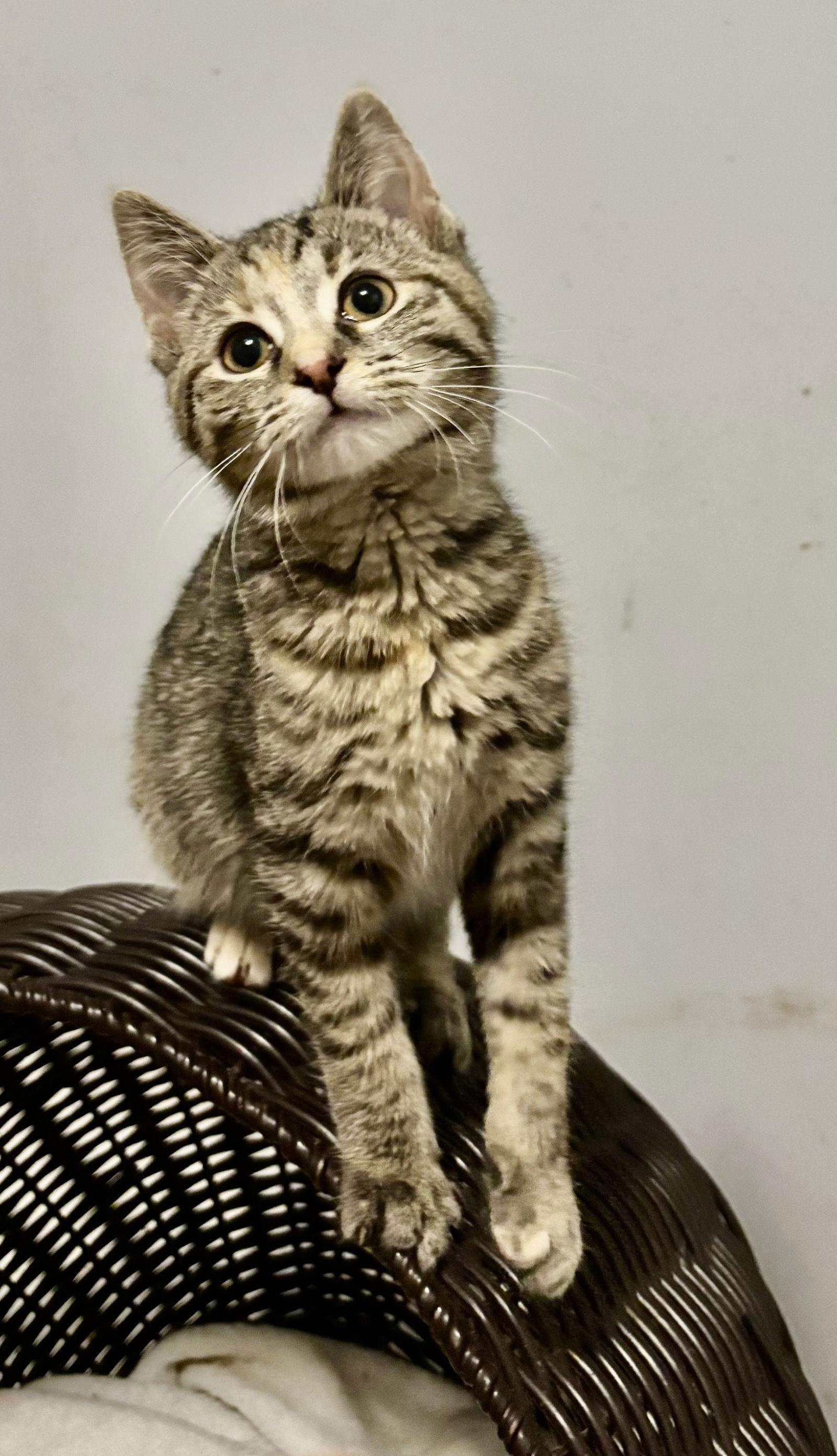 Danielle Dennison thumbnail 4