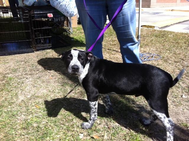 Boss, a Adoptable mixed breed in Baton Rouge, LA image 2/6
