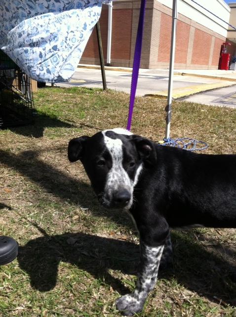 Boss, a Adoptable mixed breed in Baton Rouge, LA image 3/6