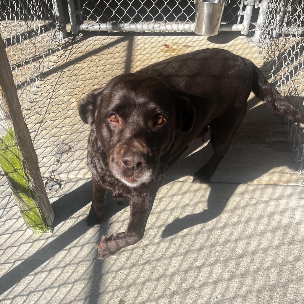 Hope, Adoptable, Senior Female Chocolate Labrador Retriever.