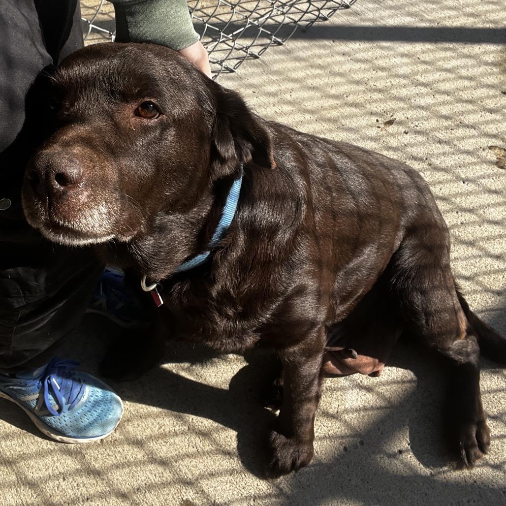 Enlarge Hope, a Adoptable Chocolate Labrador Retriever in Delaware, OH image 2/6