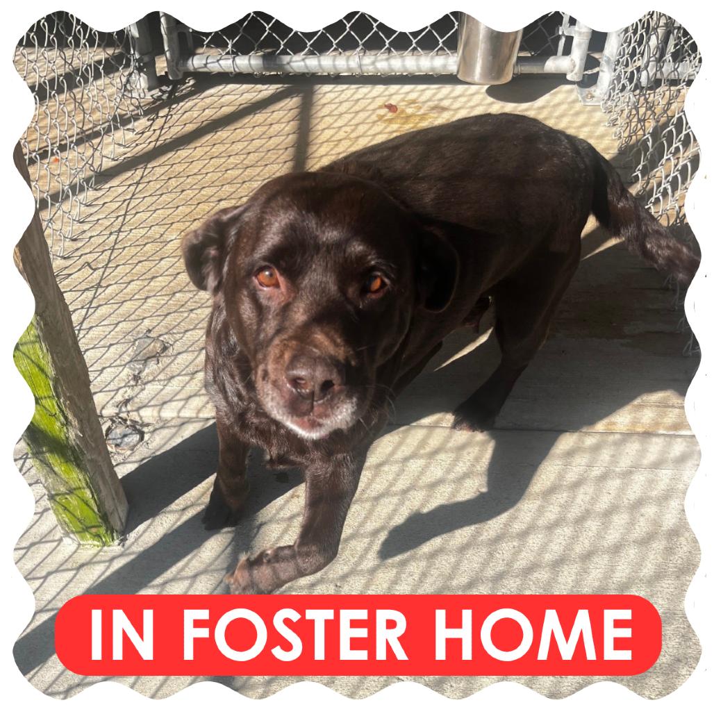 Enlarge Hope, a Adoptable Chocolate Labrador Retriever in Delaware, OH image 3/6