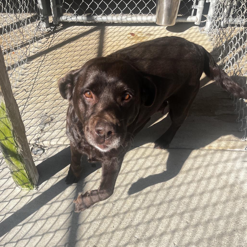 Enlarge Hope, a Adoptable Chocolate Labrador Retriever in Delaware, OH image 4/6