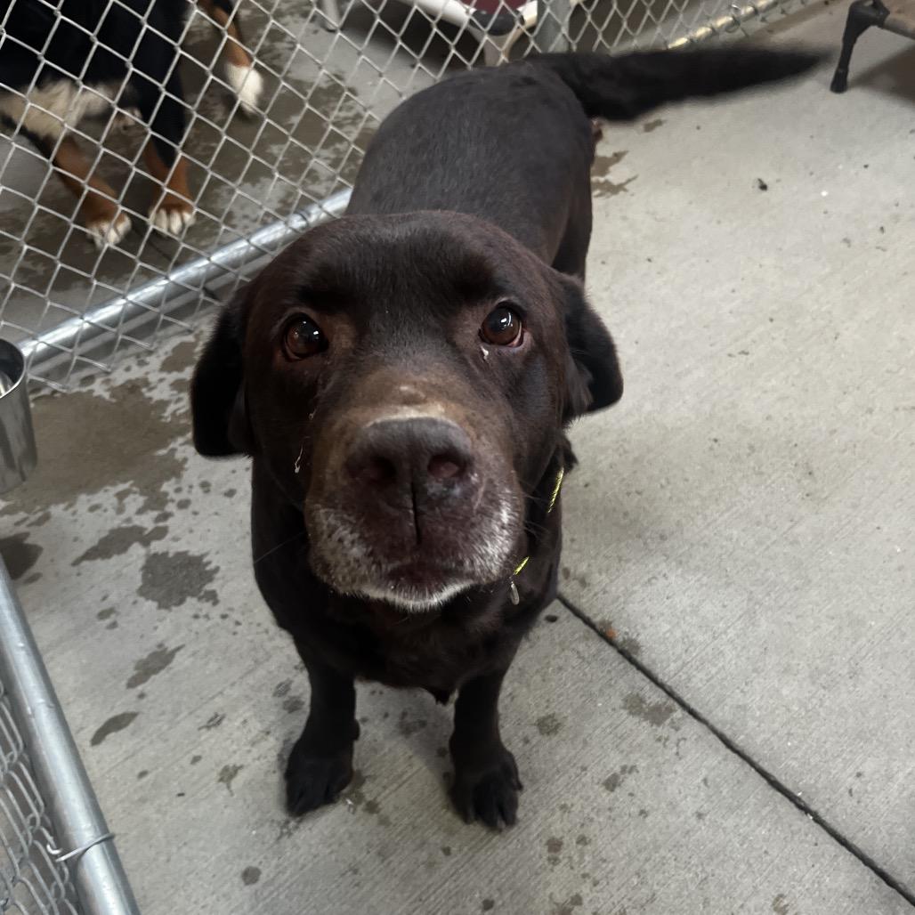 Enlarge Hope, a Adoptable Chocolate Labrador Retriever in Delaware, OH image 5/6