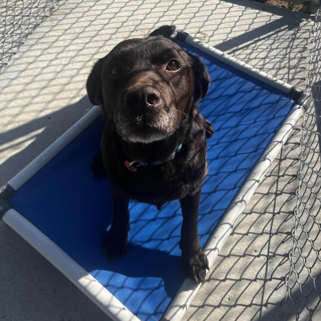 Enlarge Hope, a Adoptable Chocolate Labrador Retriever in Delaware, OH image 6/6