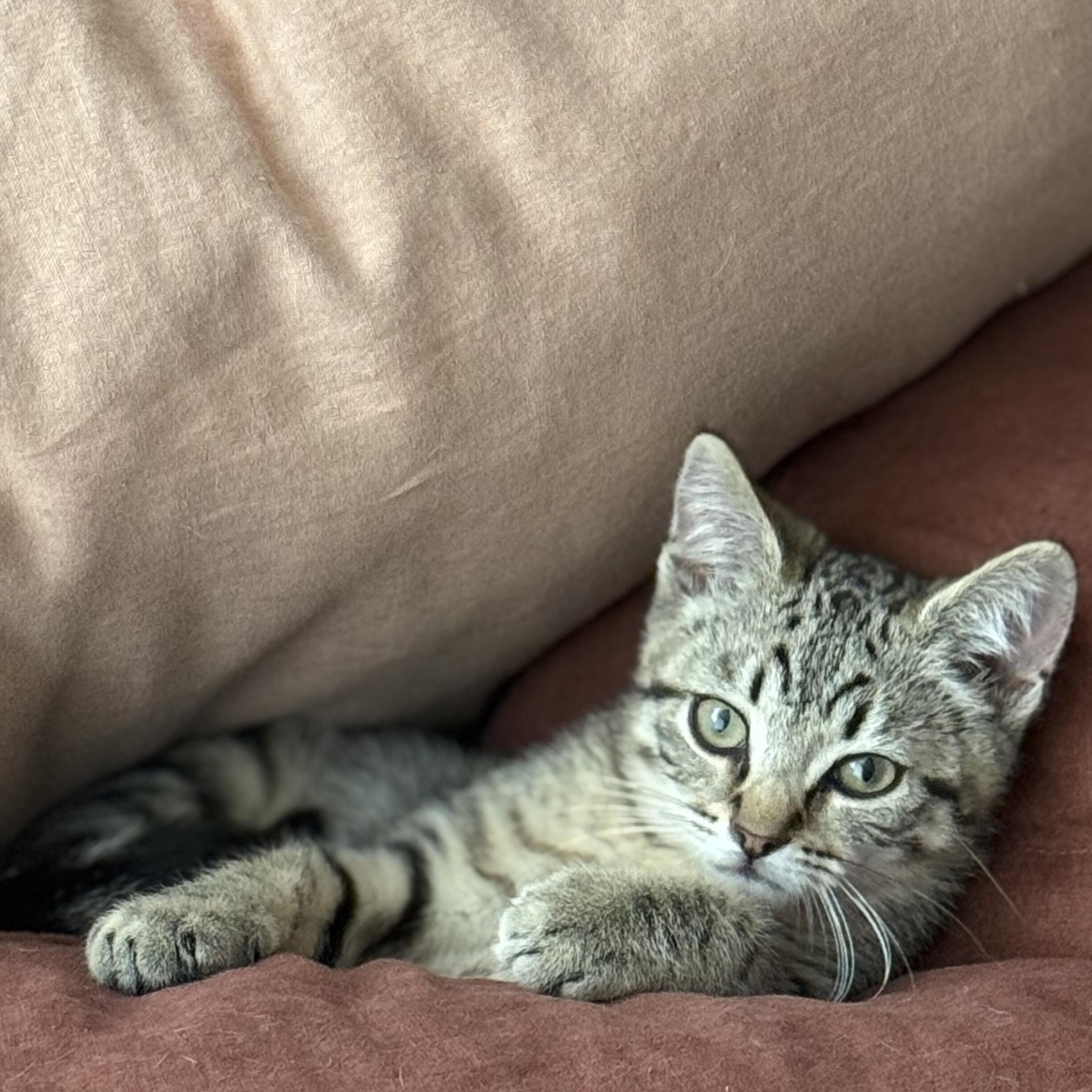 Hank, Adoptable, Young Male Domestic Short Hair.