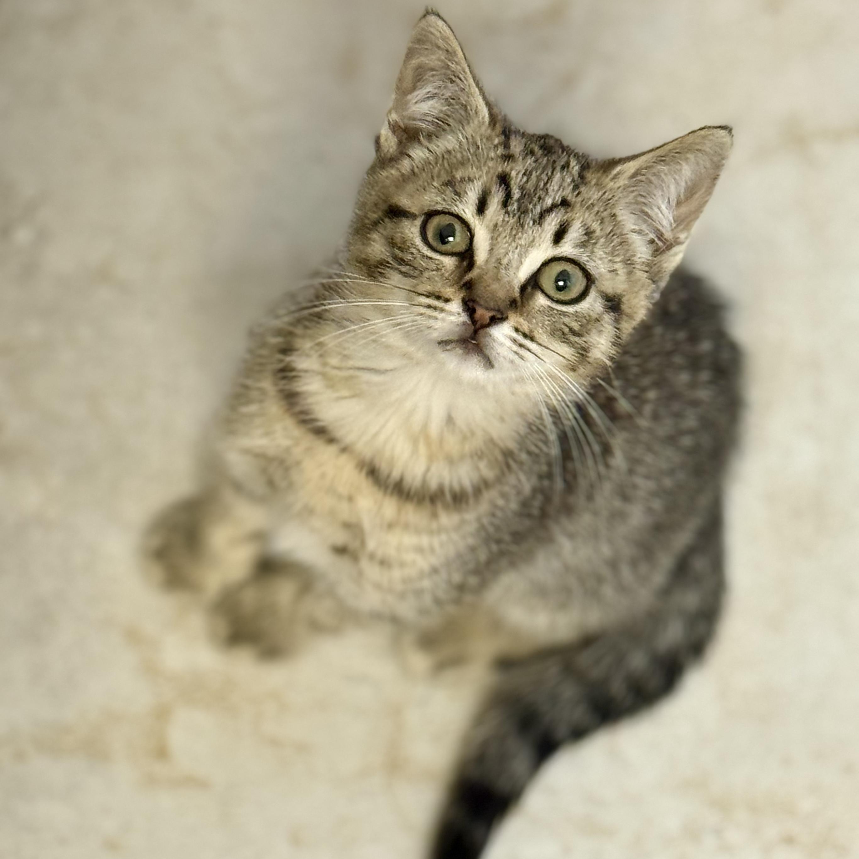 Enlarge Hank, a Adoptable Domestic Short Hair in Oceanside, CA image 2/6