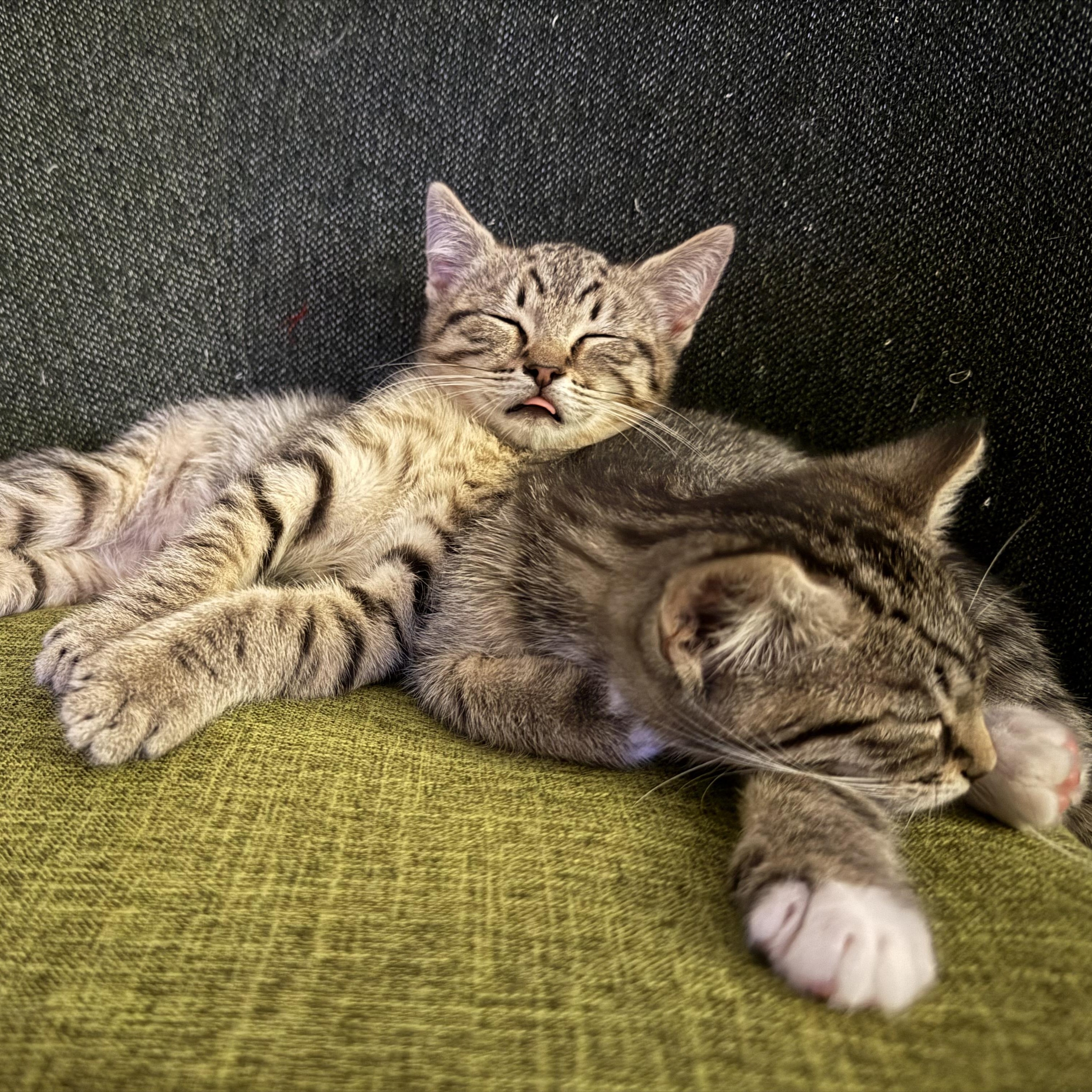 Enlarge Hank, a Adoptable Domestic Short Hair in Oceanside, CA image 3/6